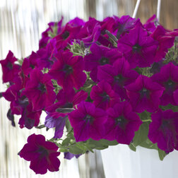 ����  ������� ��������� �������� ����� (1��-1000��), ������ �� 24800 ���