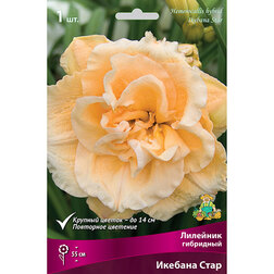 ����  �������� ��������� ������� ���� *, ������ �� 447 ���