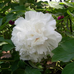 ����  ���� ����������� ������ �� ������, ������ �� 731 ���