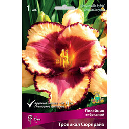 ����  �������� ��������� �������� �������� *, ������ �� 317 ���