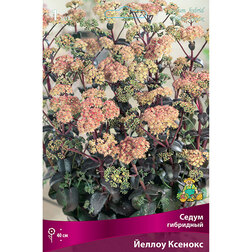 ����  ����� ��������� ������ �������, ������ �� 615 ���