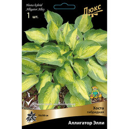 ����  ����� ��������� ��������� ���� *, ������ �� 552 ���