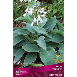 ����  ����� ��������� ��� ����, ������ �� 501 ���