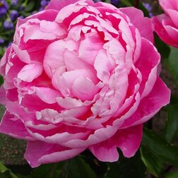 ����  ����� ����������� ��������, ������ �� 799 ���