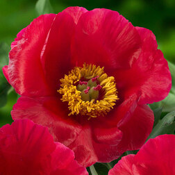 ����  ���� ����������� �����, ������ �� 799 ���