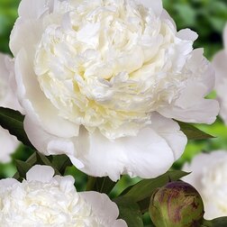 ����  ����� ����������� ���� �� ����, ������ �� 1785 ���