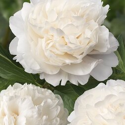 ����  ����� ����������� ����� ���, ������ �� 1334 ���