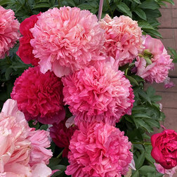 ����  ���� ����������� ������� ����������, ������ �� 1045 ���