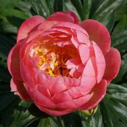 ����  ���� ����������� ����� ���, ������ �� 943 ���