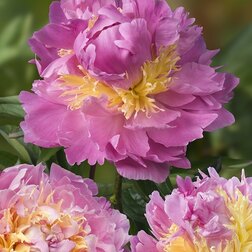 ����  ���� ����������� �����, ������ �� 1470 ���