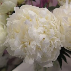 ����  ����� ����������� ���� ������, ������ �� 892 ���