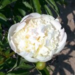 ����  ����� ����������� ��� ���� ����������, ������ �� 1487 ���