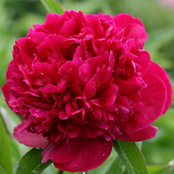 ����  ����� ����������� ��� ���� ������, ������ �� 867 ���