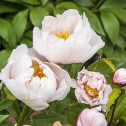 ����  ����� ����������� �������, ������ �� 1062 ���