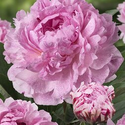 ����  ���� ����������� ���� ������ ����, ������ �� 1045 ���