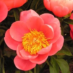 ����  ����� ����������� ���� ������ �����, ������ �� 943 ���