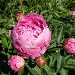 ����  ����� ����������� ����� ���, ������ �� 1062 ���