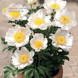 ����  ����� ����������� (�����) ������, ������ �� 926 ���