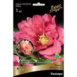 ����  ����� ���-������ ������� (2-3 �����), ������ �� 3145 ���