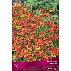 ����  �������� ������� ��������, ������ �� 368 ���