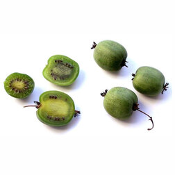 ����  ��������� ��������� ��������� (�������), ������ �� 519 ���