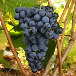 ����  �������� �������� ���������, ������ �� 349 ���