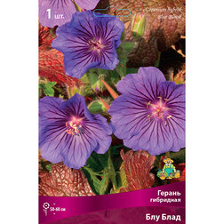 ����  �������� ��������� ������ ��� ����, ������ �� 447 ���