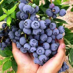 ����  �������� ������������ ���, ������ �� 539 ���