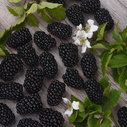 ����  ������� ������ ������ (���������), ������ �� 479 ���