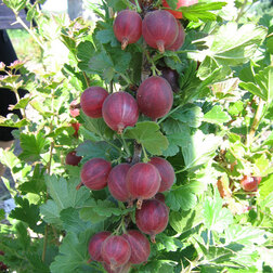 ����  ��������� ����������������, ������ �� 339 ���