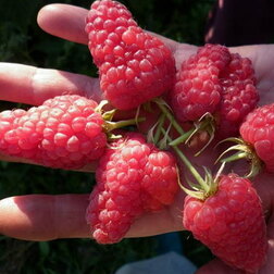 ����  ������ ������������ ���� �������, ������ �� 269 ���