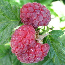 ����  ������ ������, ������ �� 239 ���