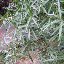 ����  ������� �������� ���� (�������, ���������), ������ �� 369 ���