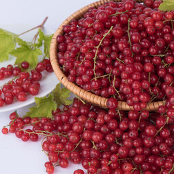 ����  ��������� ������� �����, ������ �� 289 ���