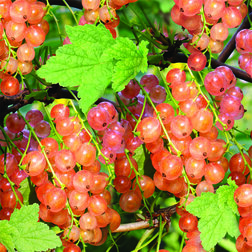 ����  ������� ������� c�������� ����������� (�������), ������ �� 259 ���