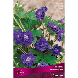 ����  �������� ����������� ������ ������, ������ �� 447 ���