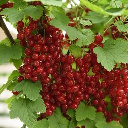 ����  ��������� ������� ����������������, ������ �� 259 ���