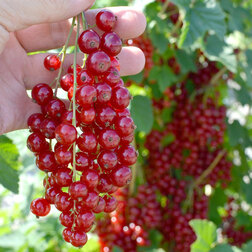 ����  ��������� ������� �����, ������ �� 259 ���