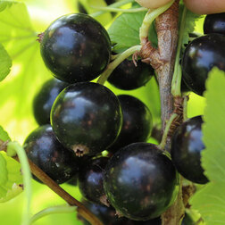 ����  ��������� ������ �������, ������ �� 259 ���