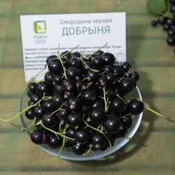 ����  ��������� ������ �������, ������ �� 259 ���