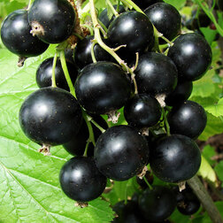 ����  ��������� ������ ������������, ������ �� 259 ���