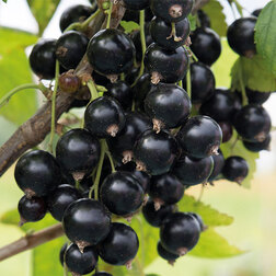 ����  ��������� ������ �����, ������ �� 249 ���