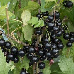 ����  ��������� ������ ����, ������ �� 249 ���