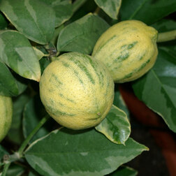 ����  ������ ����� ���������, ������ �� 1411 ���