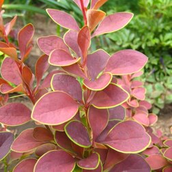 ����  �������� �������� ������ ����, ������ �� 510 ���