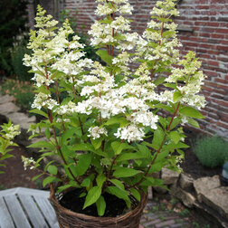 ����  ��������� ����������� ��������, ������ �� 629 ���