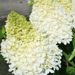 ����  ��������� ����������� (�������� ���� �����), ������ �� 629 ���