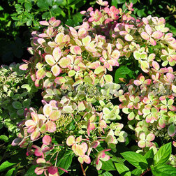 ����  ��������� ����������� ������� ����, ������ �� 629 ���