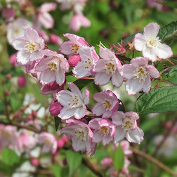 ����  ������ ��������� ����������, ������ �� 595 ���