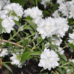 ����  ������ ������� (��������) ����������, ������ �� 510 ���